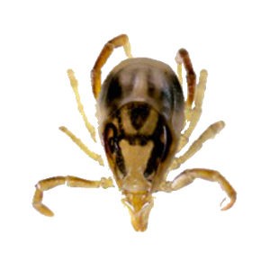 Tick insect PNG-51901